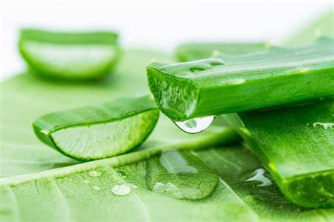 5 cách sử dụng nha đam để chữa da cháy nắng hiệu quả