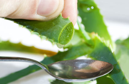 Rửa mặt bằng nha đam giúp bạn có làn da đẹp.