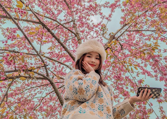 Mùa Mai Anh Đào Hà Giang Làm Mê Đắm Những Tâm Hồn Yêu Du Lịch