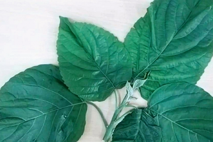Nhập viện cấp cứu vì ăn lá lộc mại kèm thịt chó