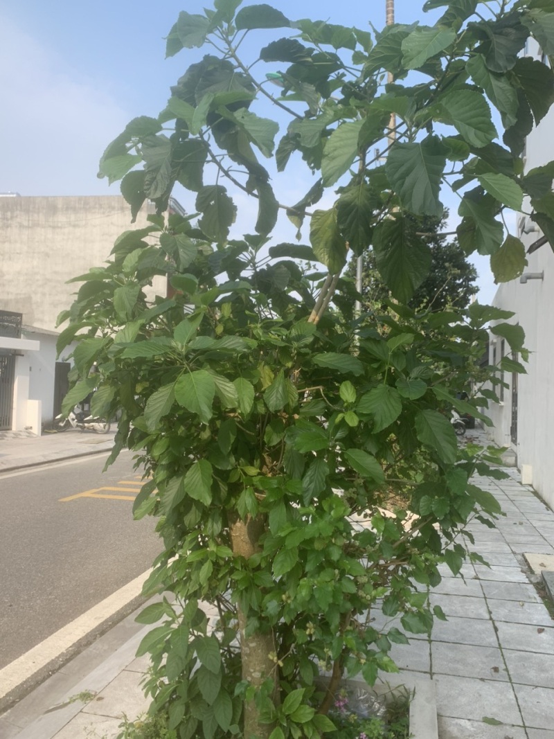 cay-loc-mai-1709046959965.jpg