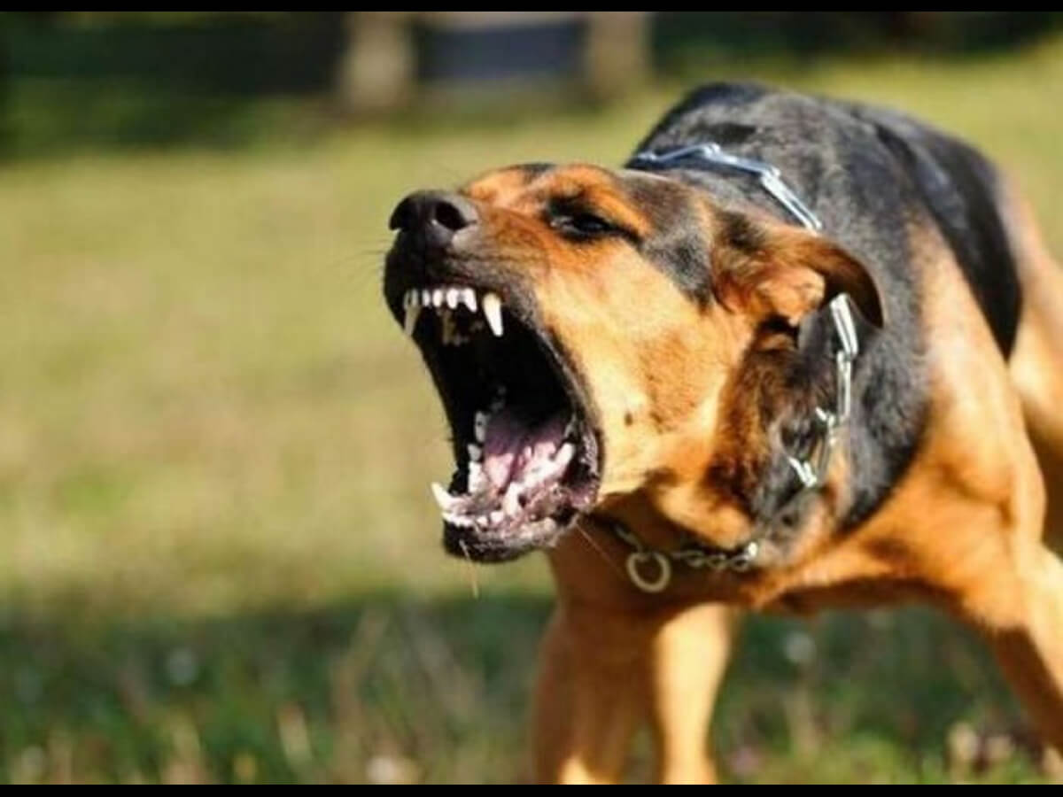 Cậu Bé Bị Chó Dại Đang Xích Cắn Nát Chân