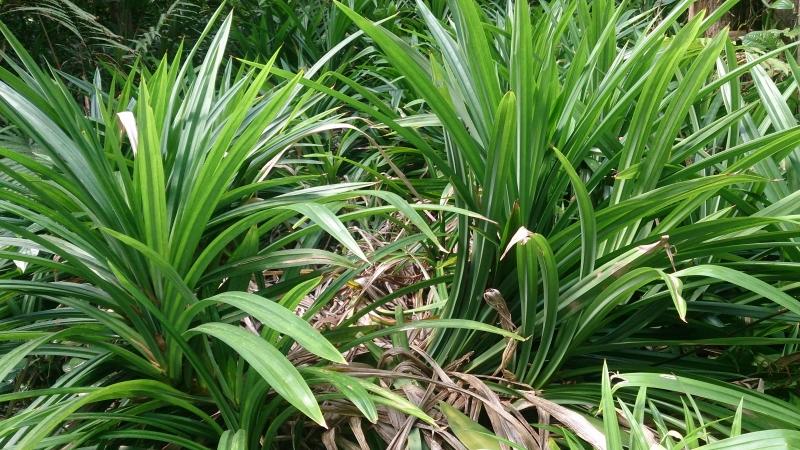 pandanleafpandanusamaryllifolius-1710595669395-1710595669783781759236.jpg