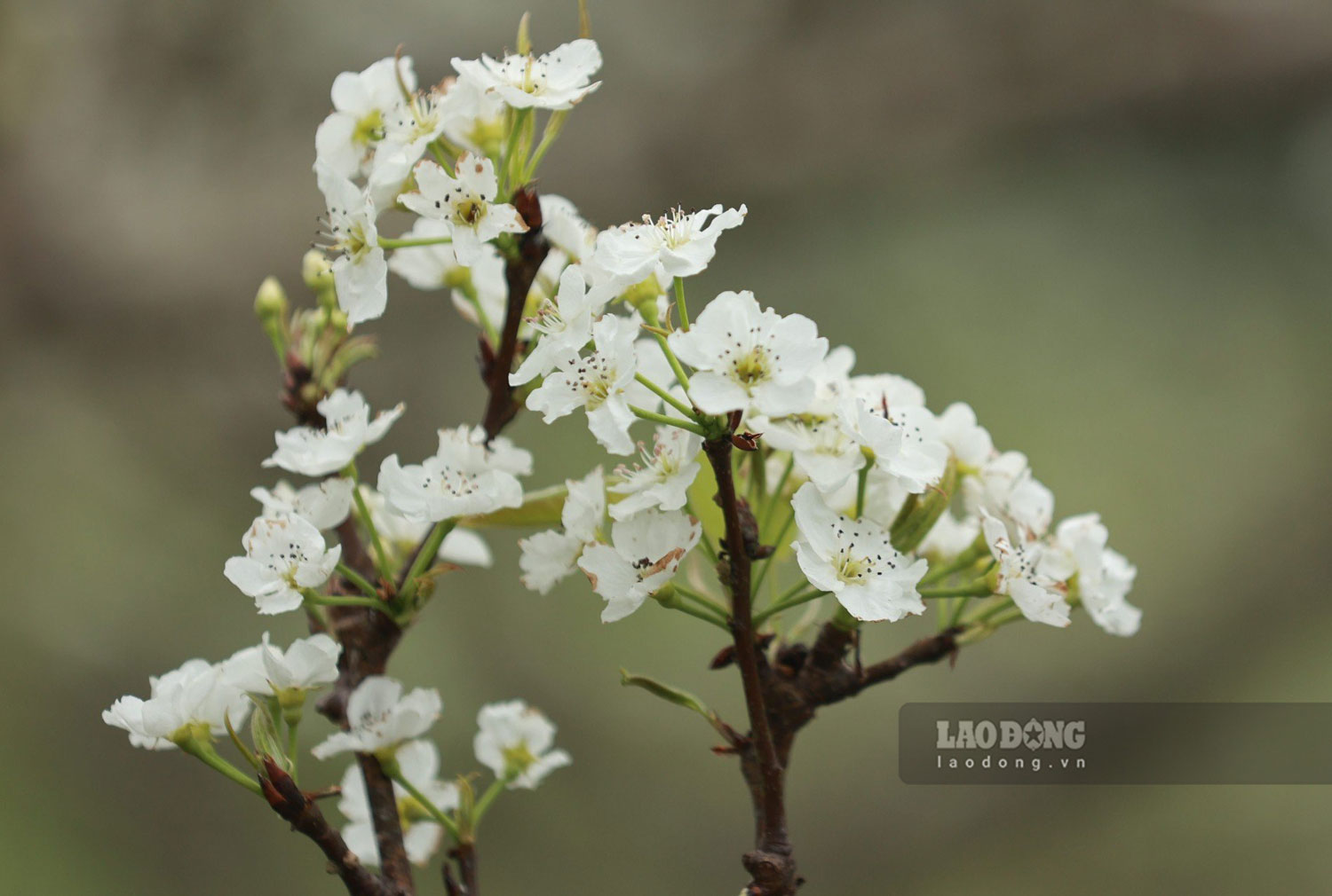 Đắm Mình Trong Không Gian Hoa Lê Trắng Bắc Hà