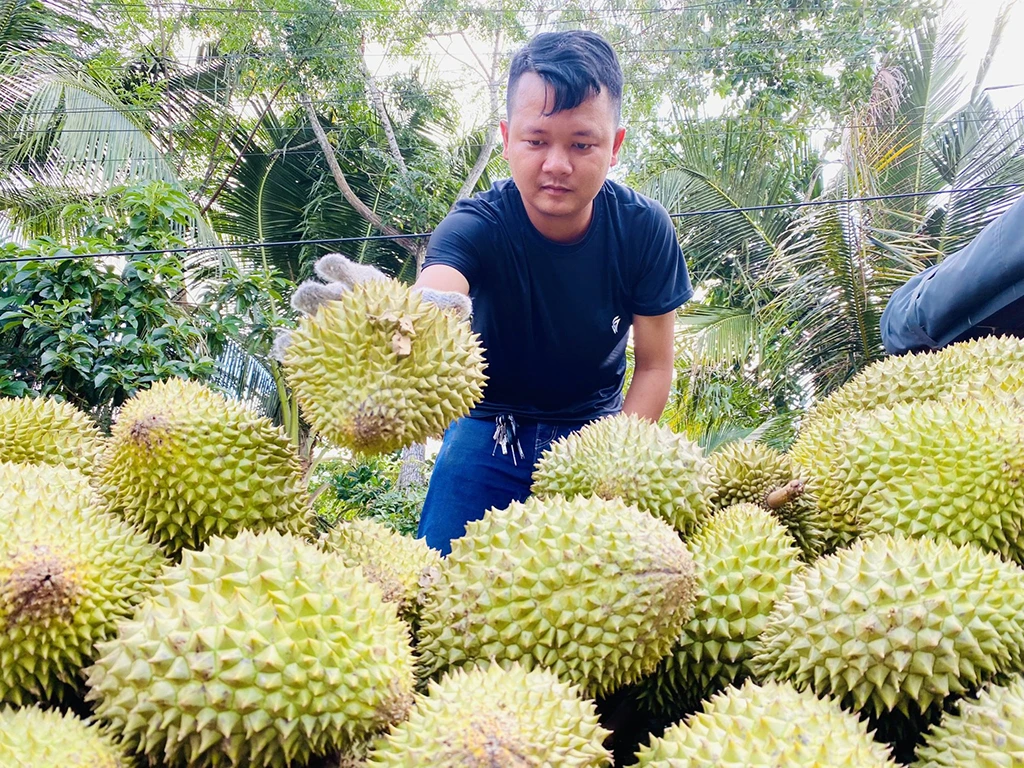 Vì sao giá sầu riêng rớt mạnh?