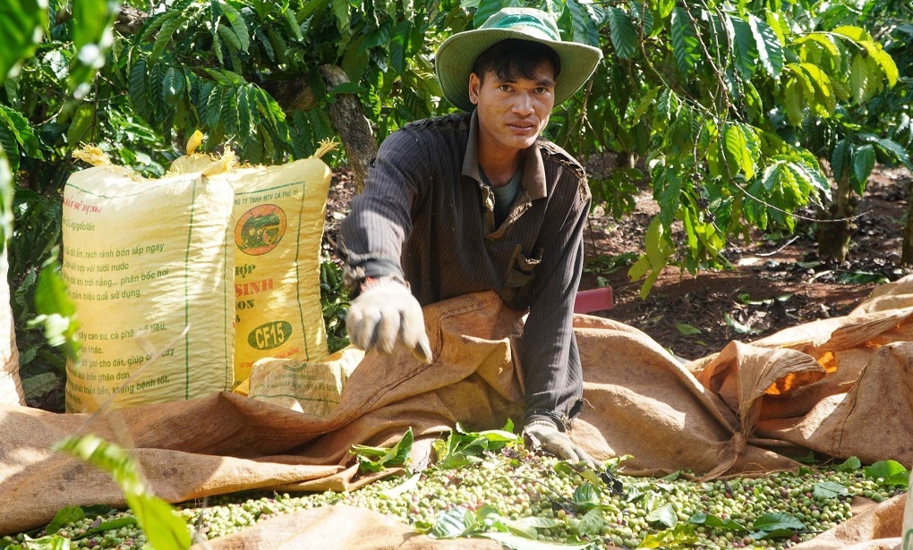 Cà phê sốt giá, nông dân tiếc vì bán sớm