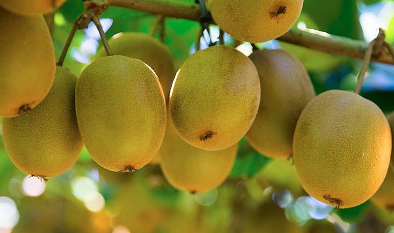 1 loại quả giúp da trắng sáng ‘‘bật tông’’, chống oxy hóa hiệu quả: Từ tháng 5 bắt đầu vào mùa