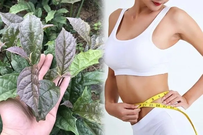 Uống xạ đen có giảm cân không?