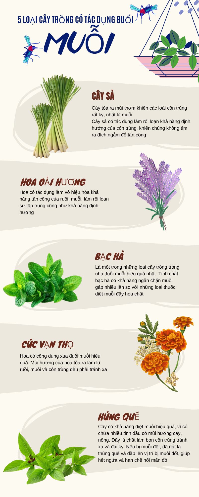 cay-trong-duoi-muoi-1718118199348.png