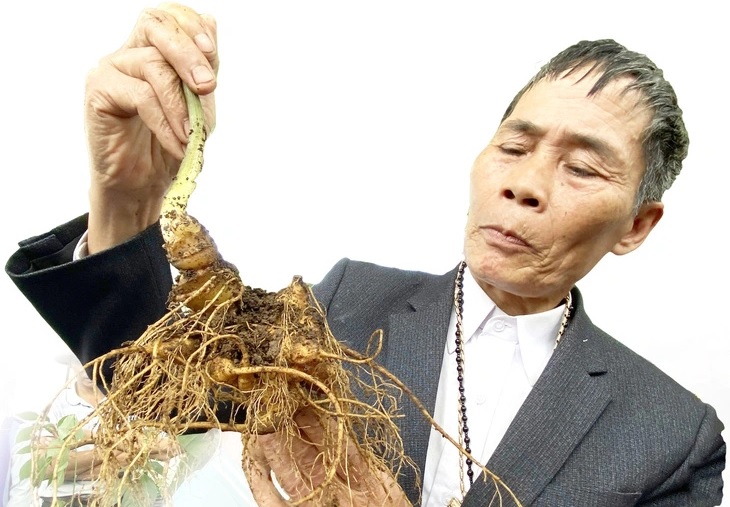 Sớm đưa sâm Việt thành ngành hàng tỉ USD
