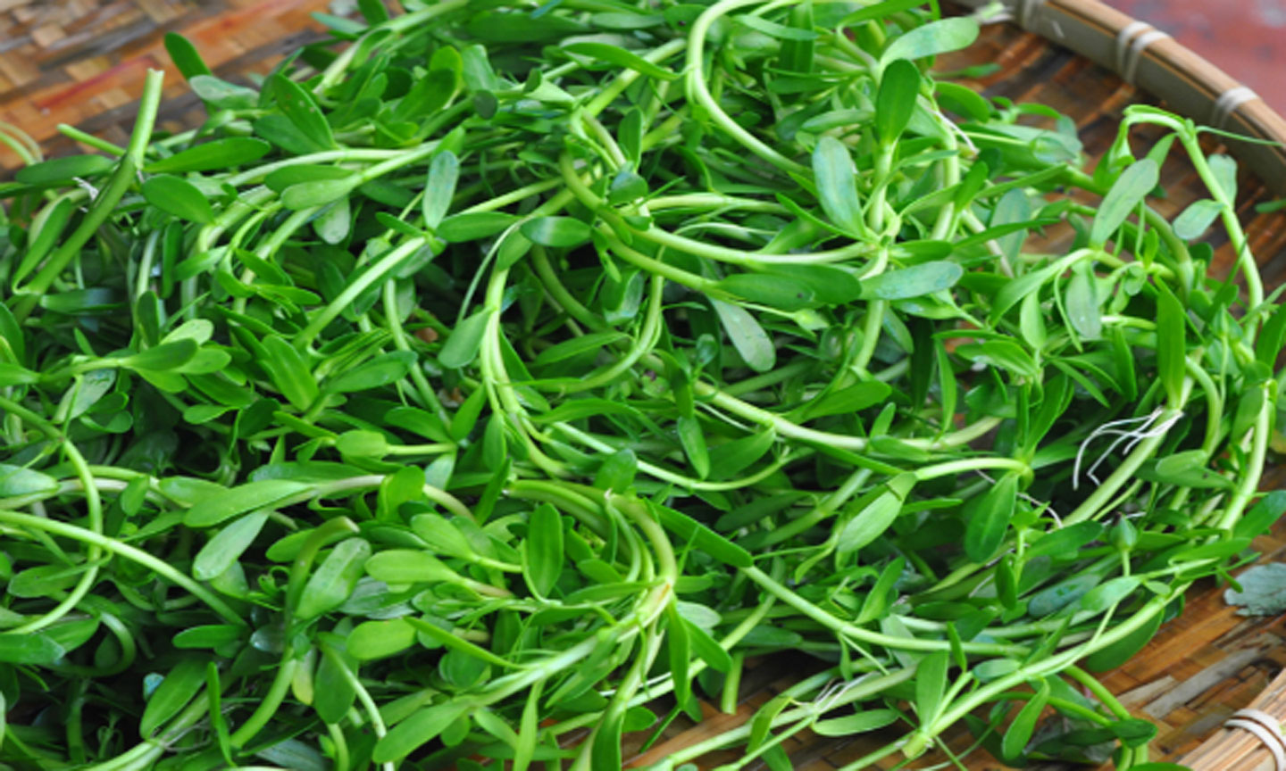 Rau đắng, rau dại mọc hoang bờ ruộng ở Tiền Giang, ăn tốt cho não, tăng trí nhớ, vạn người mê
