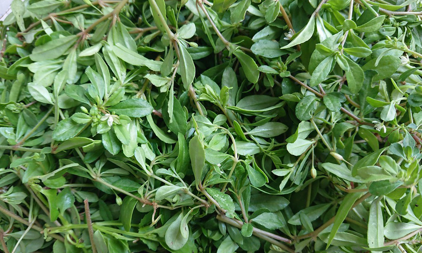 Rau đắng, rau dại mọc hoang bờ ruộng ở Tiền Giang, ăn tốt cho não, tăng trí nhớ, vạn người mê