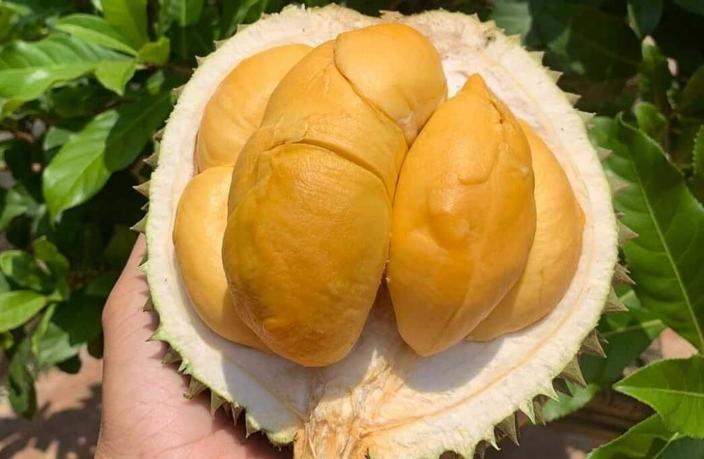 'Sầu riêng đắt nhất Việt Nam' rớt giá mạnh
