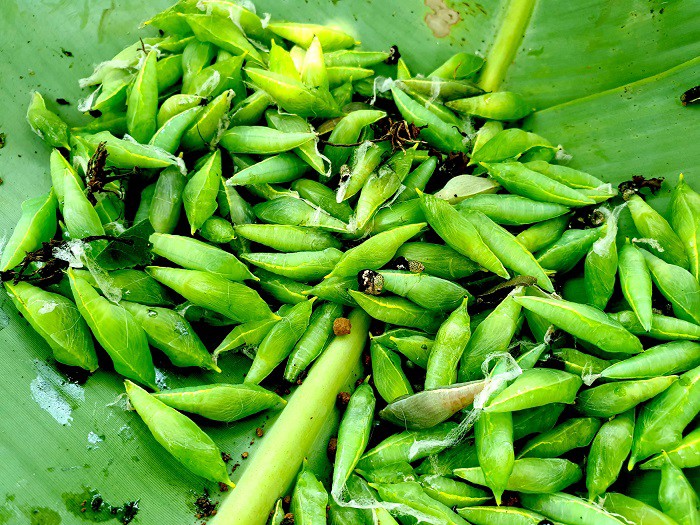 am-thuc-tay-nguyen-dac-san-goi-sau-muong2-17198264153441871105882.jpg
