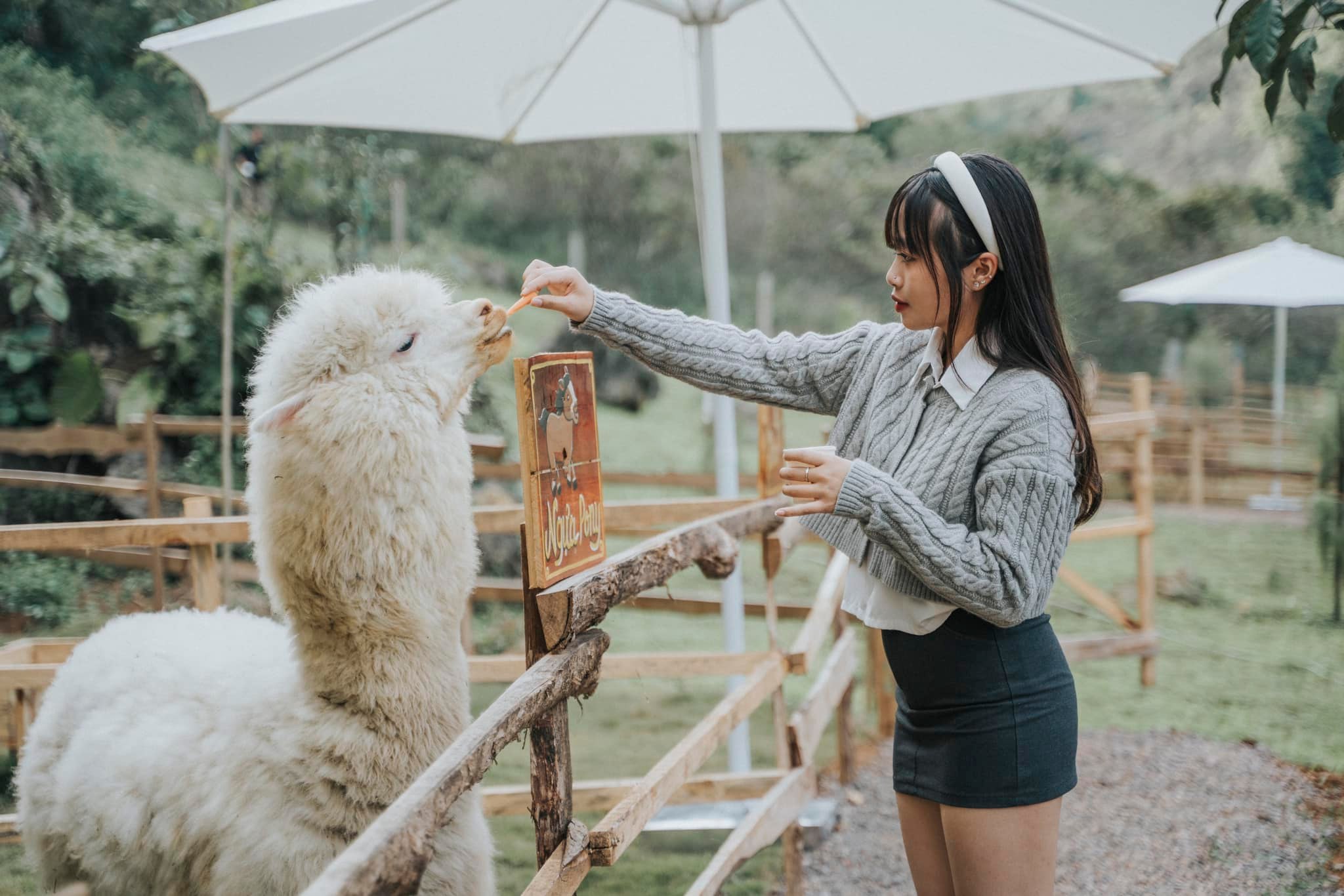 Thăm Lạc Đà Alpaca Tại Trang Trại Hoa Vàng Mộc Châu