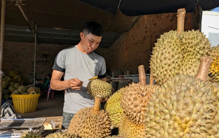Sầu riêng sượng vì mưa kéo dài, giá rớt còn 20.000 - 30.000 đồng/kg