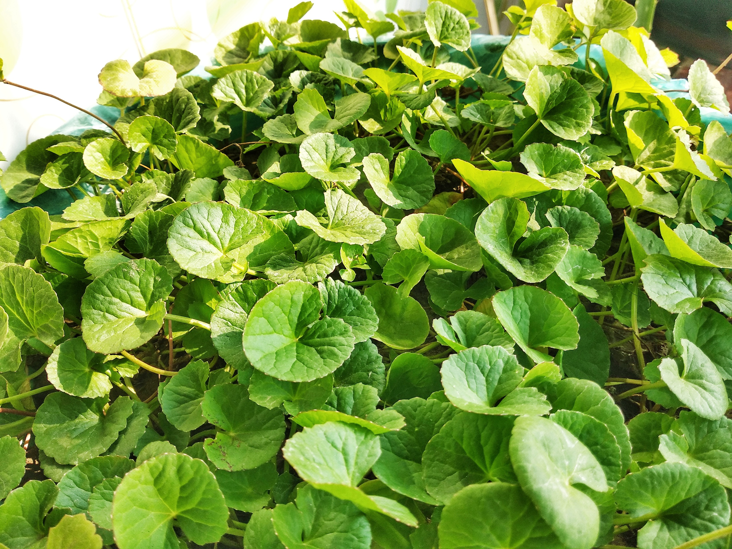 Rau má, loại rau quen thuộc trong bữa ăn của người Việt, từ lâu đã gắn bó với đời sống của người dân quê hương như một món quà tự nhiên quý giá