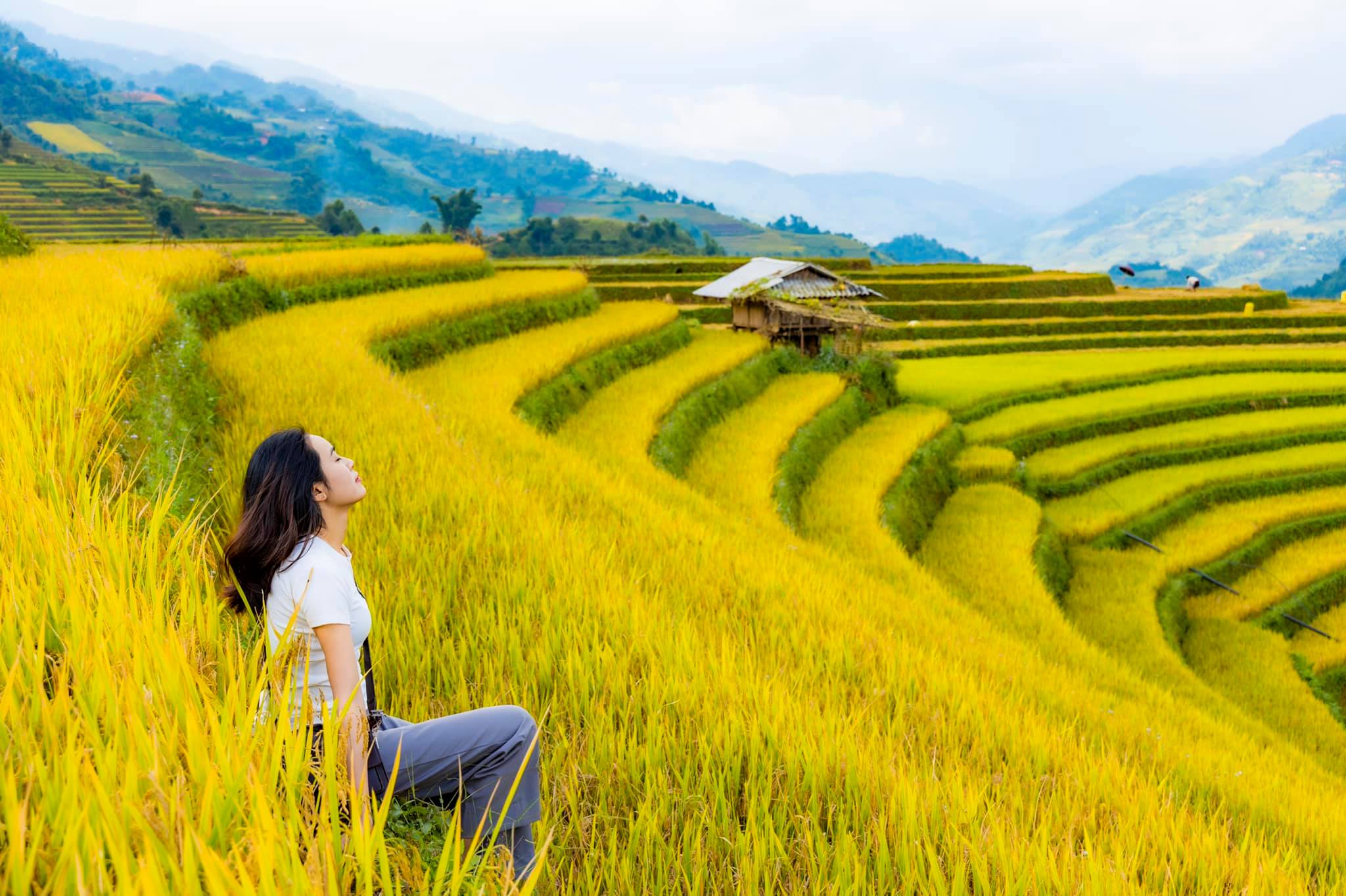 Đi Đâu Để Ngắm Đồng Lúa Chín Dịp Nghỉ Lễ Quốc Khánh?