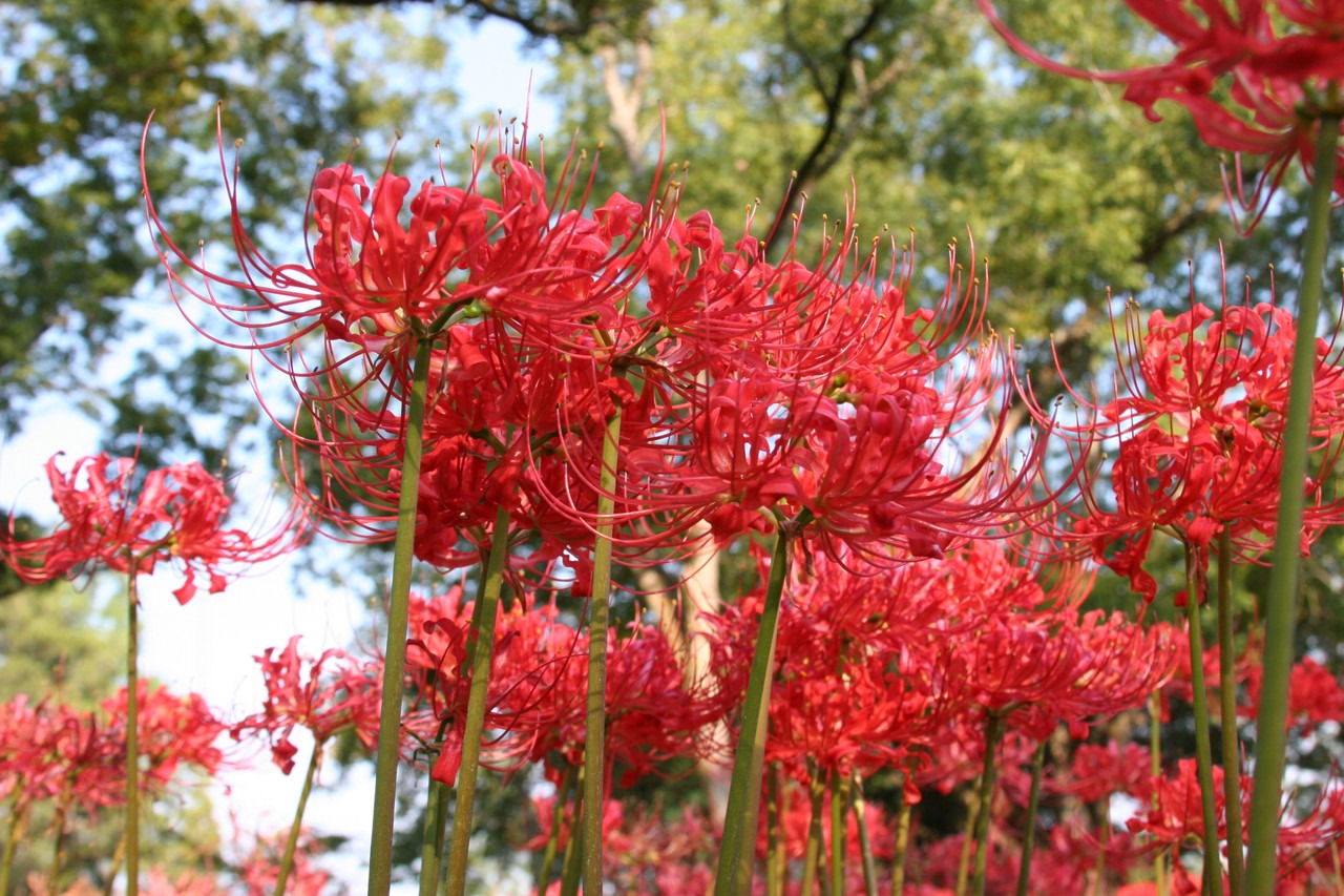 bi-ngan-nguoi-xua-cay-canh-southernbulbs-17226320080381413788860.jpg