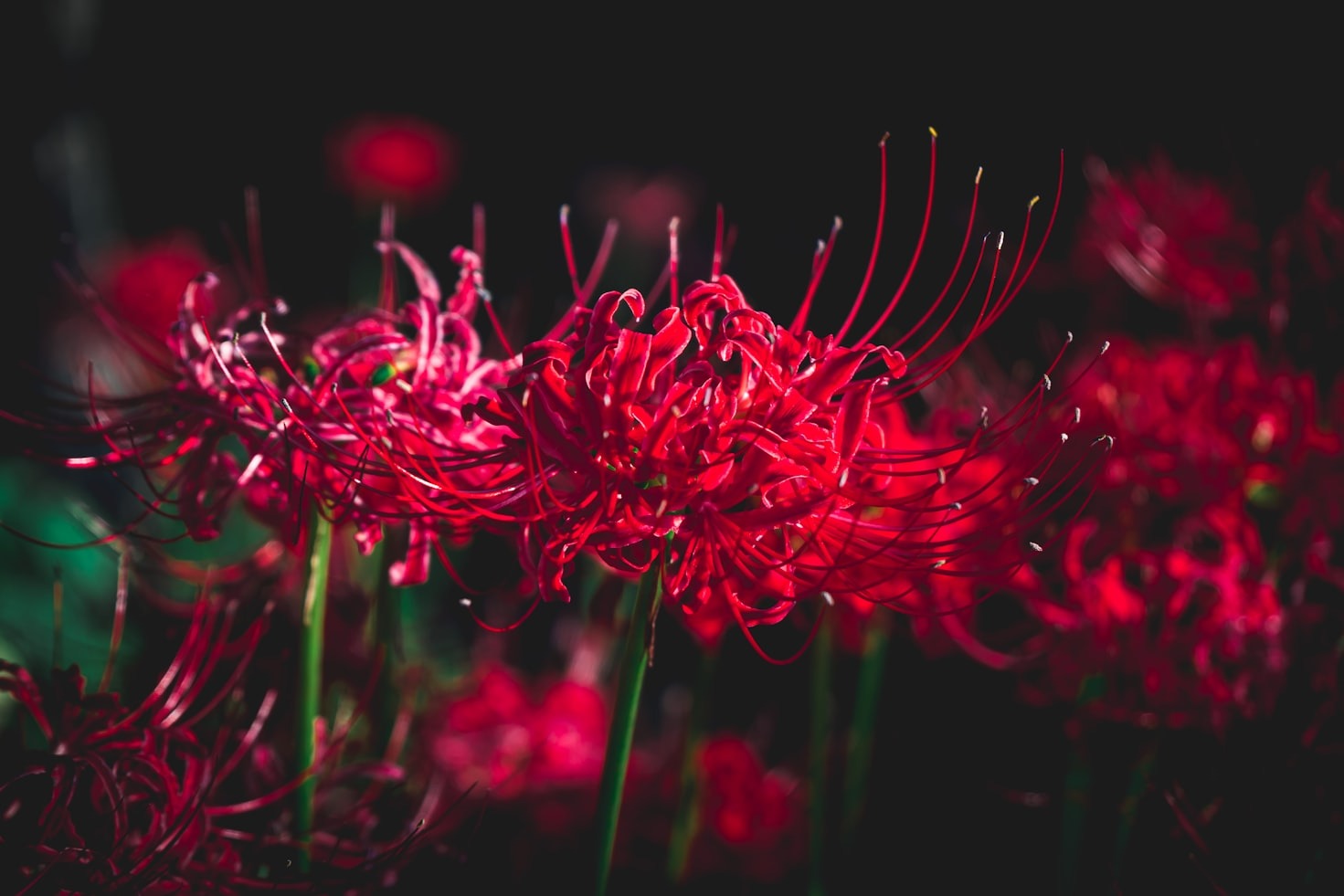 bi-ngan-nguoi-xua-cay-canh-unsplash-1722631959840623155423.jpg