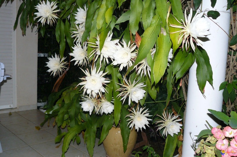 da-quynh-nguoi-xua-cay-canh-airplantdecor-1722635421171721871960.jpg