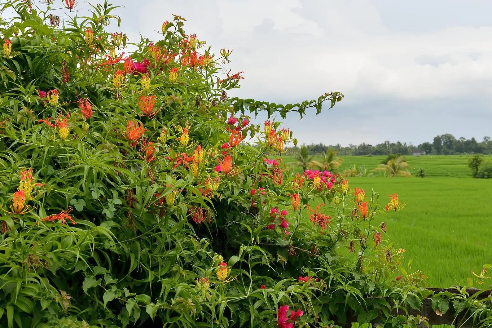ngot-ngheo-cay-canh-ouriquesfarm-17226355323321172618034.jpg