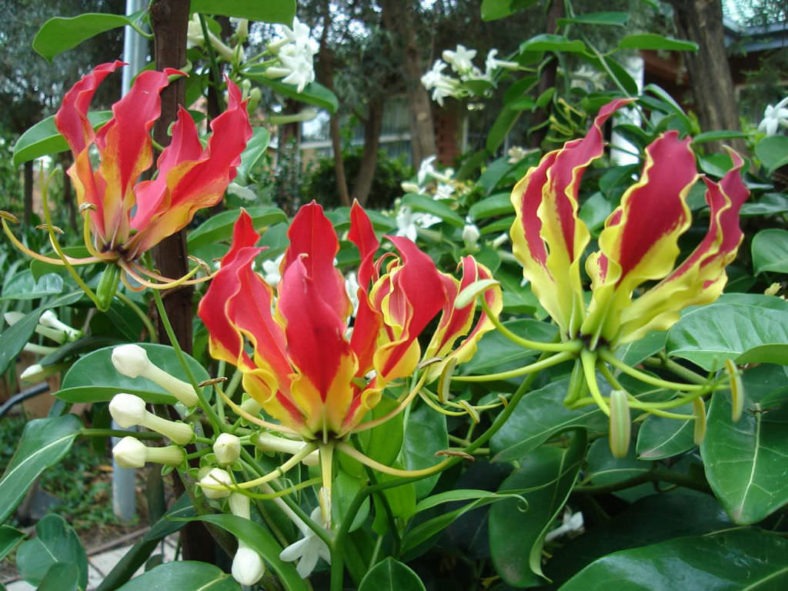 ngot-ngheo-cay-canh-worldoffloweringplants-1722635508022352702038.jpg