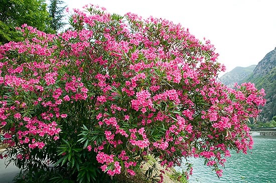 truc-dao-nguoi-xua-cay-canh-monaconatureencyclopedia-1722634397202732801493.jpg