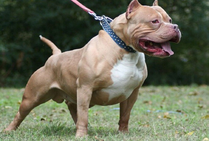 797-pitbull-can-chu-tu-vong.jpg