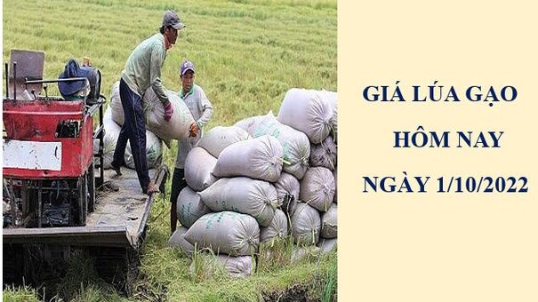 Giá lúa gạo hôm nay 1/10/2022: Thị trường trầm lắng