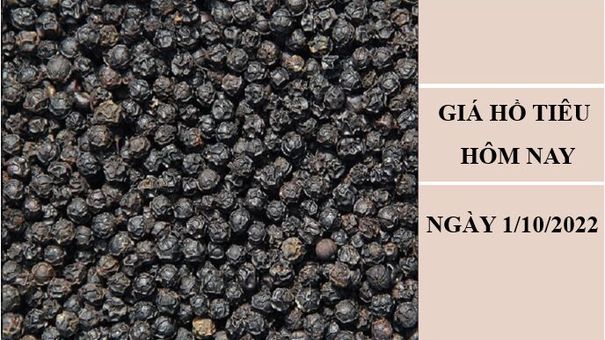 Giá hồ tiêu hôm nay 1/10/2022: Tiếp tục giảm 500 đồng/kg