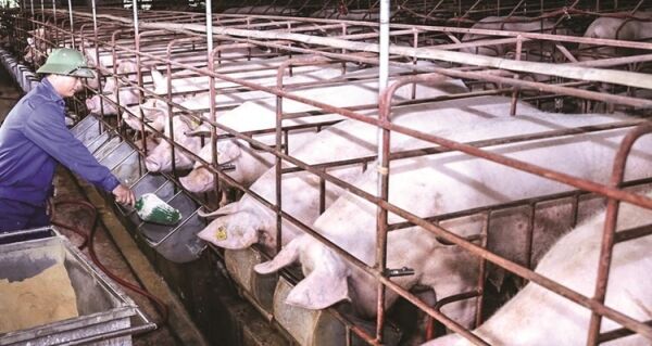 Giá heo hơi hôm nay 10/10: Ghi nhận mức thấp nhất 55.000 đồng/kg