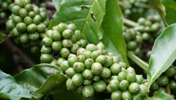 Giá cà phê hôm nay 10/10: Giá cà phê trong nước thấp nhất là 46.400 đồng/kg