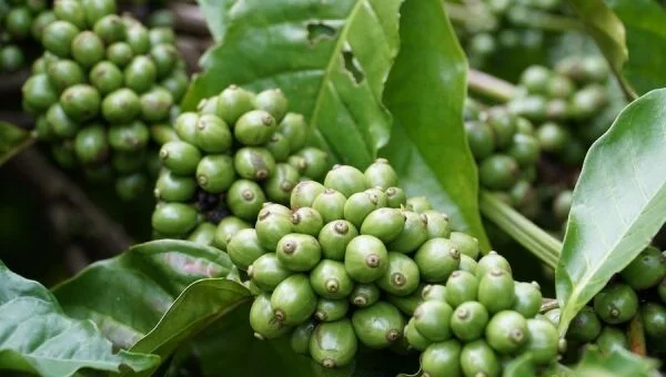 Giá cà phê hôm nay 10/10: Giá cà phê trong nước thấp nhất là 46.400 đồng/kg