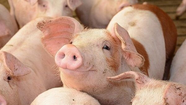 Giá heo hơi hôm nay 11/10: Tăng/giảm trong phạm vi 1.000 đồng/kg