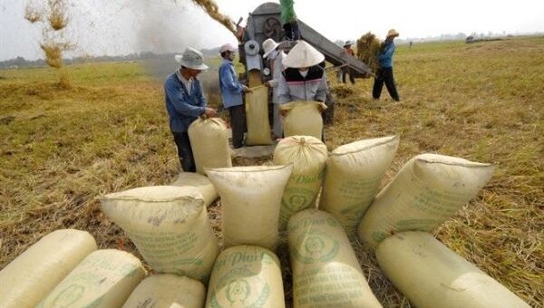 Giá lúa gạo hôm nay 11/10: Giá lúa gạo có xu hướng tăng, thị trường sôi động