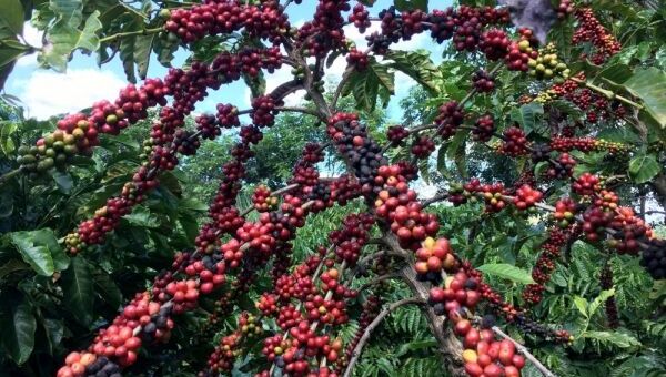 Giá cà phê hôm nay 12/10: Giá cà phê trong nước cao nhất là 46.900 đồng/kg