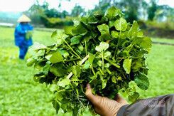 Khó phân biệt rau sạch bằng mắt thường, chuyên gia chỉ mẹo hay cho bà nội trợ