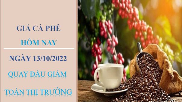 Giá cà phê hôm nay 13/10/2022: Quay đầu giảm toàn thị trường