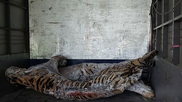 Chuyển giao xác 9 cá thể hổ tại Nghệ An về Bảo tàng Thiên nhiên Việt Nam