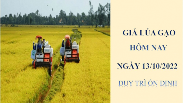 Giá lúa gạo hôm nay 13/10/2022: Duy trì ổn định