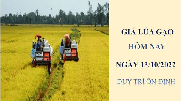 Giá lúa gạo hôm nay 13/10/2022: Duy trì ổn định