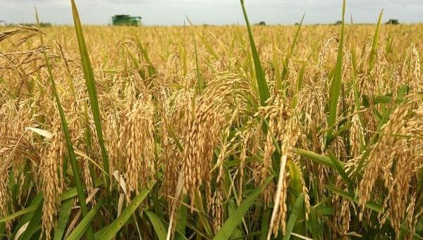 Giá lúa gạo hôm nay 14/10: Giá gạo tiếp tục đà tăng