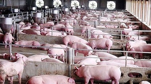 Giá heo hơi hôm nay 16/10: Dao động trong khoảng 50.000