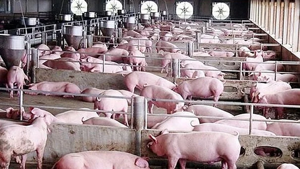 Giá heo hơi hôm nay 16/10: Dao động trong khoảng 50.000