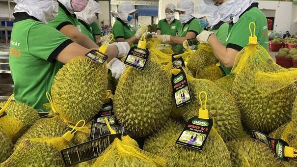 Giá sầu riêng tăng gấp 3