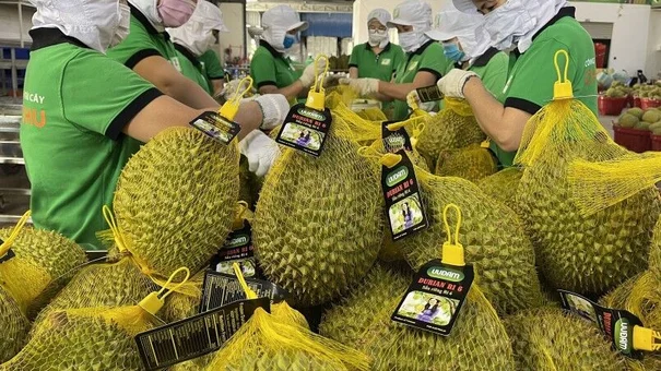 Giá sầu riêng tăng gấp 3