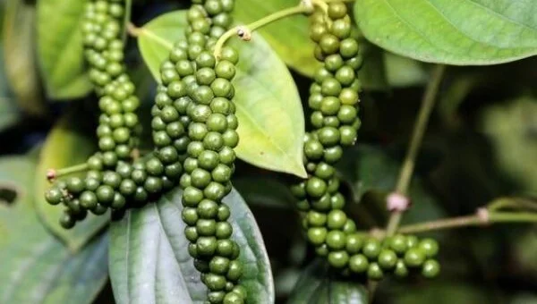 Giá tiêu hôm nay 16/10 và tổng kết tuần qua: Giá tiêu mất mốc 60.000 đồng/kg