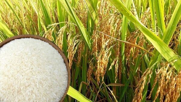 Giá lúa gạo hôm nay 16/10 và tổng kết tuần qua: Thị trường sôi động nhờ nhu cầu từ Trung Quốc, Philippines
