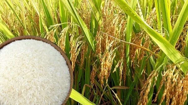 Giá lúa gạo hôm nay 16/10 và tổng kết tuần qua: Thị trường sôi động nhờ nhu cầu từ Trung Quốc, Philippines